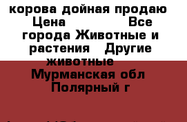 корова дойная продаю › Цена ­ 100 000 - Все города Животные и растения » Другие животные   . Мурманская обл.,Полярный г.